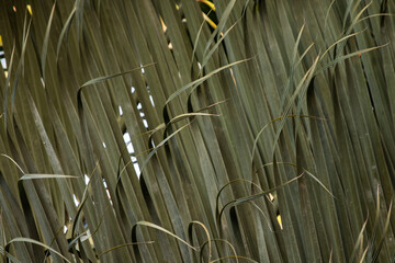 Palm Patterns #2