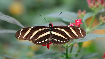 Mariposa cebra, Zoo de Santillana del Mar, Cantabria, España