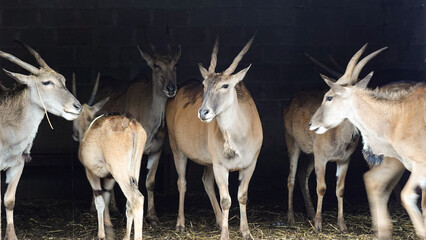 Eland, Parque de la Naturaleza de Cabárceno, Cantabria, España