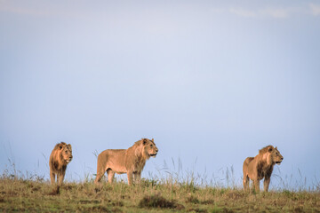 Lions in early morning sun light
