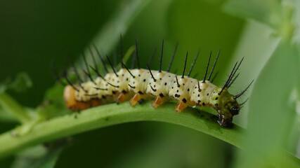 Oruga Mariposa Cebra, Zoo de Santillana del Mar, Cantabria, España