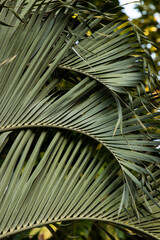 Palm Patterns #1