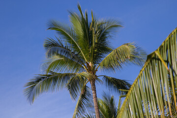 Palm & Blue Sky