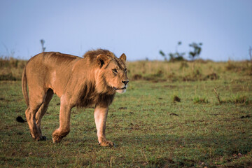Male lion in early morning sunlight