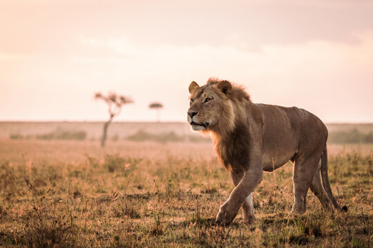 Male lion in early morning sunlight