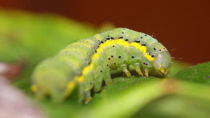 Naklejka premium Noctua de las huertas o Lacanobia oleracea