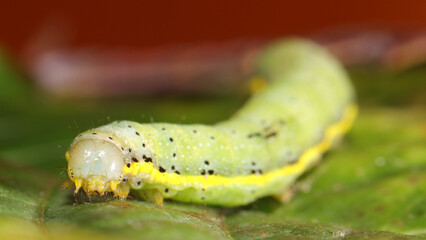 Noctua de las huertas o Lacanobia oleracea