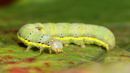 Noctua de las huertas o Lacanobia oleracea