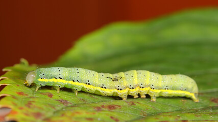 Noctua de las huertas o Lacanobia oleracea