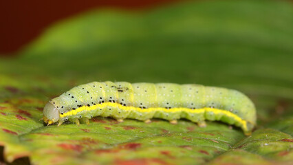 Noctua de las huertas o Lacanobia oleracea
