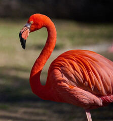 Pink flamingo stands in nature, wild bird