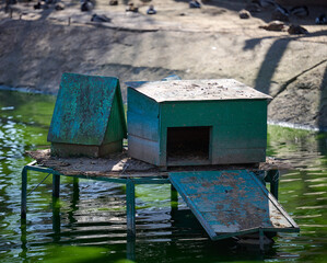Fototapeta na wymiar Wooden duck and goose house on the lake, spring day.