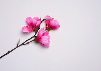 Fototapeta na wymiar Branch with pink magnolia flowers on a white background, top view