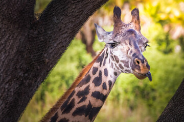 Giraffe wondering around and eating tree branches, Florida, United States