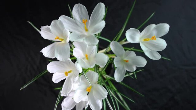 Time lapse of bright white crocuses or saffron flower blooming