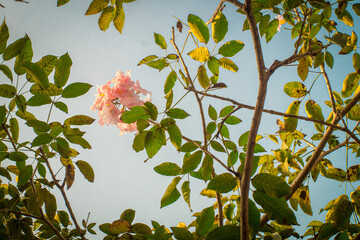 Flor en el follaje 