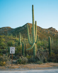 One way sign and cacti, Saguaro National Park, Arizona