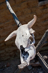 Bleached steer skull in Utah, USA