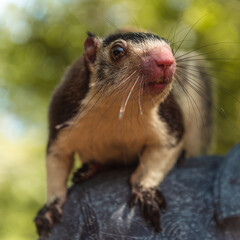 Sri Lanka Grizzled Giant Squirrel on the Shoulder of Native