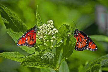 Two Monarch butterflies (Danaus Plexippus) on white flowe