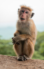 Naklejka premium Toque Macaque, Monkey, posing on stone with Sri Lanka Landscape