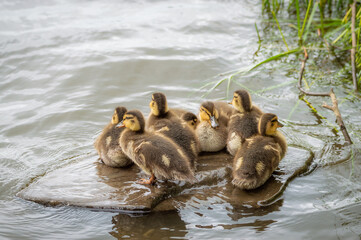 Ducklings on a slippery rock in the river