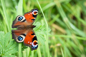 Peacock butterfly among the greenery of a field