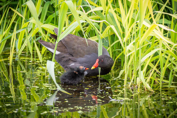 Moorhen mother and chick on the water