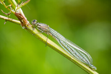 Tenereal Common Blue Damselfy on a plant stalk