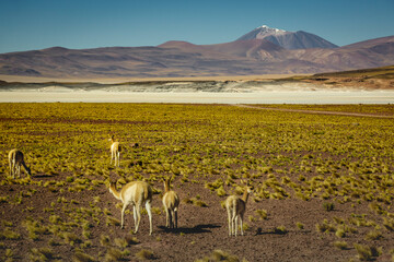 Naklejka premium Guanaco vicuna in Bolivia altiplano near Chilean atacama border, South America