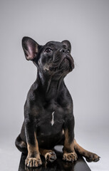 Black french bouledogue puppy on white background is looking up