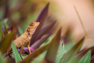 Baby Yellow Iguana sitting amongst green and purple grass - Powered by Adobe