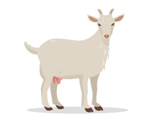 Female Goat isolated on white background. Domestic goat Farm animal. Vector flat or cartoon illustration.