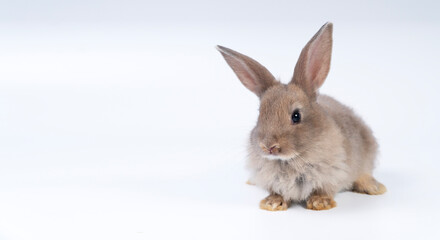 Adorable newborn baby rabbit bunnies brown looking at something sitting over isolated white background. Puppy lovely furry brown bunny ears rabbit playful with copy space. Easter bunny animal concept.