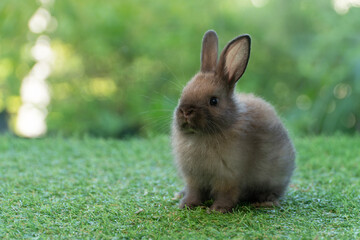 Adorable fluffy baby bunny rabbit sitting on green grass over natural background. Furry cute wild-animal single spring time at outdoor. Lovely fur baby rabbit bunny on meadow. Easter animal pet