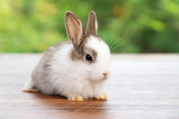 Lovely baby rabbit furry bunny looking something sitting alone on wooden over blurred green nature background. Adorable little bunny ears rabbit playful on green spring time. Easter animal concept.