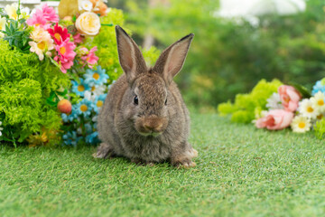 Lovely rabbit ears bunny sitting playful on green grass with flowers over spring time nature background. Little baby rabbit brown bunny curiosity standing playful on meadow summer background. Easter