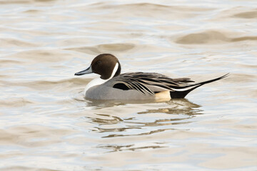 Male pintail duck.