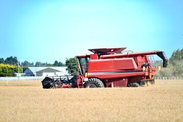 In the time of wheat harvest