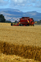 Obraz premium In the time of wheat harvest