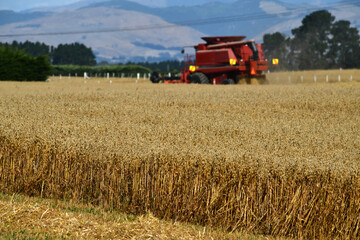 Fototapeta premium In the time of wheat harvest