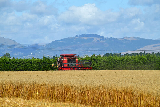 In the time of wheat harvest