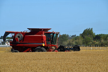 In the time of wheat harvest