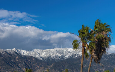 West, high wind shown in Pasadena, California. Palm trees and the San Gabriel Mountains snowcapped in the background, looking north.