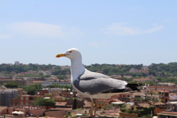 seagull alone
