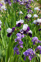 Purple iris flowers in the garden. Selective focus.