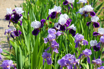 Purple iris flowers in the garden. Selective focus.