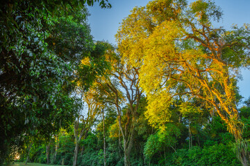 Green rainforest background at golden sunset, Iguacu Park, Brazil