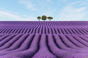 Naklejka na ściany i meble Lavender field Summer sunset landscape