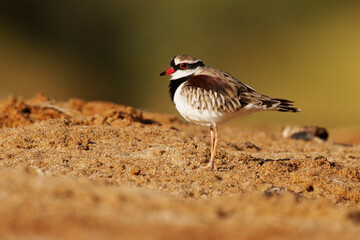 Black-fronted Dotterel - Elseyornis melanops small plover wader in the Charadriidae family, bird on the australian beach next to the water during sunset or sunrise, red bill